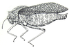 Physemacris variolosa (Linnaeus, 1758): Fig. 22.1. male (body length 39-51 mm, pronotum 15-17 mm, tegmina 31-42 mm). (Otu).