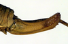 CollectionObject 1532946; 3d6fbf62-d961-426b-b1de-3ac11d618952: ovipositor (paralectotype). (CollectionObject).