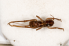 CollectionObject 1475002; 0c7dc88e-84d3-455e-a200-7f087d2be611: female, dorsal view (syntype). (CollectionObject).