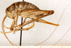 CollectionObject 1499649; 515098e1-ecd4-4454-947e-576ad79da192: female, lateral view (allotype). (CollectionObject).