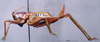 CollectionObject 1572504; c6d34978-1363-4c82-ac0b-25c78648a32a: female, lateral view (syntype). (CollectionObject).