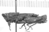 CollectionObject 1524862; d1045fa3-4608-48e4-85e6-0de0046dfb86: female, lateral view (holotype of Locheuma pulchripes). (CollectionObject).