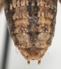 CollectionObject 1527094; a7c021dc-e47e-4d89-8eed-12c2f21dac40: male cerci (holotype). (CollectionObject).