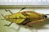 CollectionObject 1498676; cea47a1a-e9d9-435c-970e-c8008097ee68: female, dorsal view. (CollectionObject).