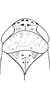 Head on Platymetopius (Platymetopius) calcaratus Dlabola, 1979: Head, pro-, and mesothorax. (Observation).