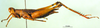 CollectionObject 1589648; 98276269-0002-4a2b-9cea-5d9164080e9c: female, lateral view (allotype). (CollectionObject).