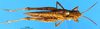CollectionObject 1505447; 161e2add-fe78-4cf0-b04b-fdf3f76ea1e5: female, dorsal view (paratype of Chorthippus miramae). (CollectionObject).