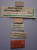 CollectionObject 1506823; 0bebff1e-1a55-4f95-923f-185979b96846: male, labels (holotype). (CollectionObject).