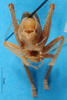 CollectionObject 1500160; 7d45b126-d844-4f9c-8aa7-49a9cd77f73b, DORSA BSal012S01: male, abdomen tip (holotype of Gryllacris inconspicua var. fleischeri). (CollectionObject).