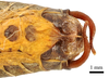 CollectionObject 1575332; 4239b443-b64c-4ba1-ab06-f5eff9b48a27: male cerci, ventral view. (CollectionObject).