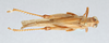 CollectionObject 2775436; CNCI 1012837, 7f90845d-4d0e-4c87-9671-a1b094057f57: Abisares viridipennis. Dorsal view. (CollectionObject).