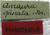 labels (holotype). Depicts CollectionObject 1505672; 09a4f6c0-d0d0-46de-8356-446ab98a5f98, a CollectionObject.