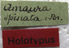 CollectionObject 1505672; 09a4f6c0-d0d0-46de-8356-446ab98a5f98: labels (holotype). (CollectionObject).
