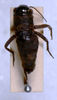 CollectionObject 1580059; aca1138f-c90d-4496-9002-91c736fc50ed: female, dorsal view (paratype). (CollectionObject).