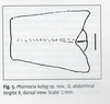 CollectionObject 1561089; cf3b2a6a-b53b-426b-896a-236a739f74a0: (CollectionObject).