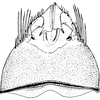 Pygofer, dorsal view: Pygofer, dorsal view. (Observation).