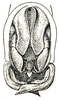 Pseuderianthus erectus (Karsch, 1889): Fig. 55. male abdomen tip, dorso-posterior view. (Otu).