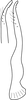 Stylus on Asymmetrasca reflexilis Liu & Zhang, 2014: Stylus. (Observation).