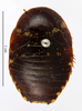 CollectionObject 1587344; MNHN(SF IMPORT DUPLICATE) MNHN-EP-EP1372, 2eb95290-0551-427f-8efc-853eeac0be6f: CC BY-NC-ND 4.0/MNHN - Depraetere Marion - 2014. Non type, female. Specimen number: MNHN-EP-EP1372. http://coldb.mnhn.fr/catalognumber/mnhn/ep/ep1372. (CollectionObject).