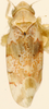 Habitus, dorsal view: !! display not done !! on Hymetta balteata McAtee, 1919: Habitus (holotype of E. balteata var. mediana Fairbairn, KSEM collection). (Observation).
