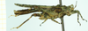 CollectionObject 1584433; 3659f365-3ca6-404a-a5c0-e072b472e0bd: male, lateral view. (CollectionObject).