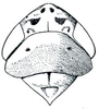 Head: Euscelis lineolata, head, pronotum, and mesonotum, dorsally. (Observation).