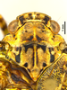 Habitus, dorsal view: !! display not done !! on Scaralina marmorata (Spinola, 1839): (Observation).