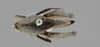 CollectionObject 1507319; 7480960c-1066-46ec-9551-27b059c931cf: male, dorsal view (lectotype). (CollectionObject).