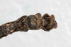 CollectionObject 1557781; f4425a73-ba55-47d7-b674-4484d3aec07a: copyright MNHG, Geneva. male: end of abdomen, ventral view (holotype). (CollectionObject).