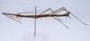 CollectionObject 1561593; f8adc9d0-e098-44fe-a45a-ad51d073dc55: copyright ZMUH, Hamburg. male, lateral view (holotype). (CollectionObject).