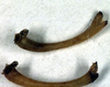 CollectionObject 1522340; 649eef7d-7d1c-44c0-91ae-1b8461d8f7a3: male cerci (holotype). (CollectionObject).