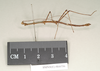 CollectionObject 1560717; NHMUK(SF IMPORT DUPLICATE) 844536, 1d7b5577-9d43-411b-8575-0340ee55efd2: copyright Natural History Museum, London. male, lateral view (paralectotype) [= Paracalynda utilaensis (Zompro, 1998)]. (CollectionObject).