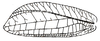 Mustius afzelii (Stål, 1873): Fig. 2. female left tegmen (58-65 mm). (Otu).