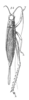 Stenogryllus phthisicus Saussure, 1878: Pl. 17, Fig. 53(1). female. (Otu).