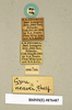 Gynopeltis neavei Shelford, 1909: Copyright Natural History Museum, London. Labels from syntype (adult male) in BM(NH). (Otu).