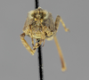 CollectionObject 1523048; d0544f7f-8417-4bdb-b3f6-078a8df346c1: female, frontal view (holotype). (CollectionObject).