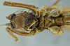 CollectionObject 1531880; 4f4c2297-5f8c-45d6-97b7-8d1b4a02e1c5: female head and thorax, ventral view (holotype). (CollectionObject).