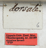 labels (syntype of Acrydium dorsale). Depicts CollectionObject 1531170; UZIU Thunberg Collection nr 22189, 20bd8ff9-bd08-4fcf-98f6-efabfa515862, a CollectionObject.