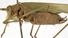 CollectionObject 1529817; 3b9f3ac2-a9d8-4580-88d1-06e8c83d2d0f: male, lateral view (holotype of Tylopsis longipennis). (CollectionObject).
