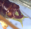 CollectionObject 1504193; 9b21458e-b9c0-4f22-9a3f-51a0112ec8b1: male cerci (holotype). (CollectionObject).