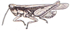 Orphulella aculeata Rehn, 1900: male. (Otu).