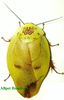 Gyna lurida Saussure, 1899: Copyright Orin McMonigle. Gyna lurida yellow form. Captive reared. (Otu).