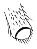 Arantia (Arantia) fatidica (Stål, 1873): Fig. 7. apex of cercus. (Otu).