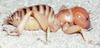 CollectionObject 2782558; 43e192e0-2afb-434c-8e48-7c5cd55fec8a, CAS Entomology type 20196: (CollectionObject).