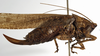 CollectionObject 1529608; f7381f3d-cf40-40bb-8dcd-a0a90d37be5a: female, lateral view (holotype). (CollectionObject).