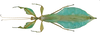 CollectionObject 1591581; ef0a6072-6b5e-4782-91e7-ed9a06ccf840: copyright IMQC Montreal. male (paratype). (CollectionObject).;CollectionObject 1591582; fa4db674-bfae-4941-b1c8-74c2509efb01: copyright IMQC Montreal. male (paratype). (CollectionObject).;CollectionObject 1591583; d22abb32-c984-4e04-a71b-0ad51a6310a5: copyright IMQC Montreal. male (paratype). (CollectionObject).