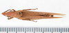 CollectionObject 1506818; f954d220-1f09-409c-b19f-d1828da4aae5: female, dorsal view (lectotype of Atractomorpha infumata). (CollectionObject).