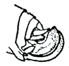 Trachyzulpha fruhstorferi fruhstorferi Dohrn, 1892: ovipositor (5 mm). (Otu).