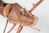 CollectionObject 2203496; ab6aa4a4-e54e-438e-983b-e09d6cf68836: Male, dorsal view (syntype). (CollectionObject).
