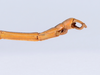 CollectionObject 1559627; d9fb0b3b-ee4b-494f-8255-0a1cfa4f92a7: copyright ANSP. male: end of abdomen, ventral view (holotype). (CollectionObject).